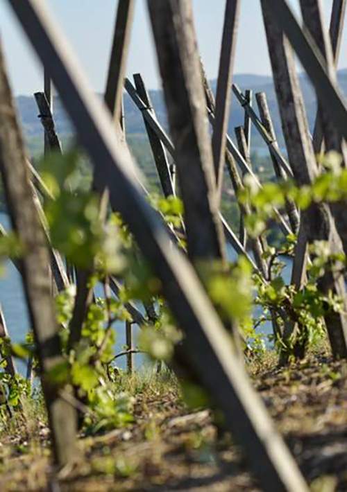 Vignoble Rhône-Alpes