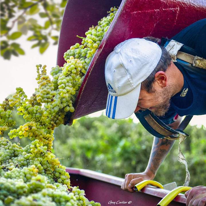 Grappe de raisins Rhône-Alpes