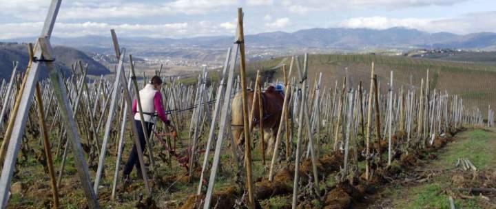 Vignoble Rhône-Alpes