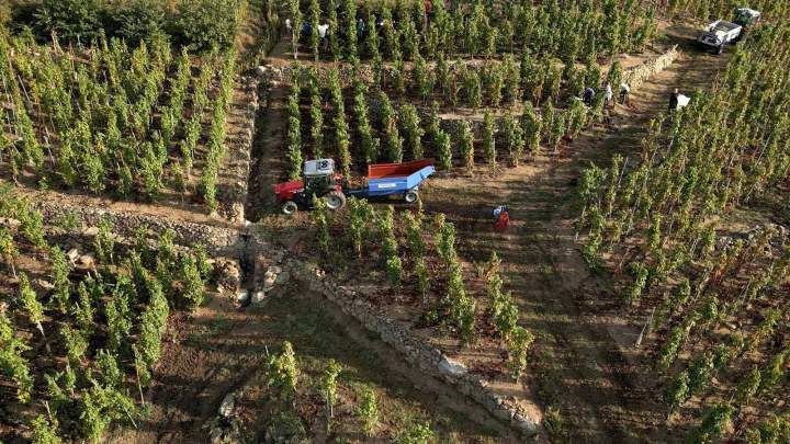 Vignoble Maison Christophe Pichon Rhône-Alpes