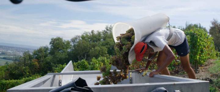 Vendange Rhône-Alpes