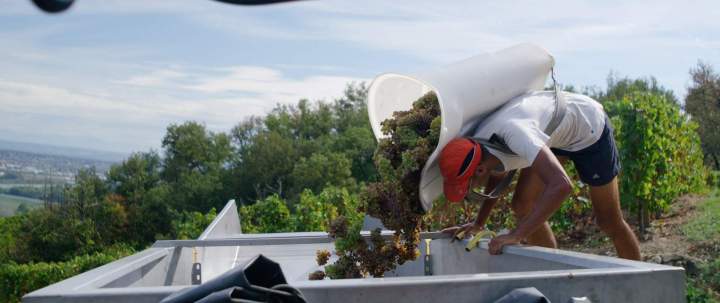 Vendange Rhône-Alpes