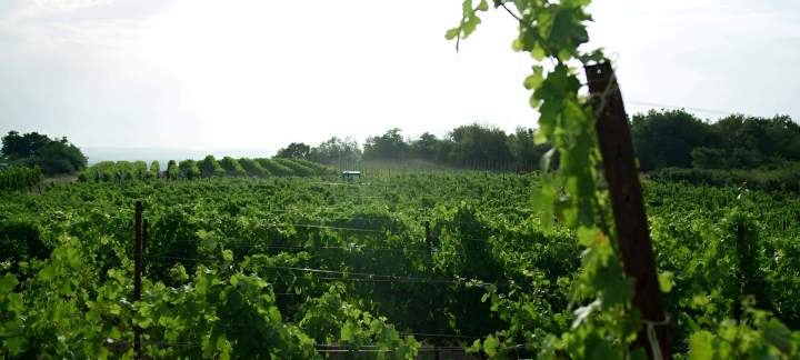 Vignes Rhône-Alpes