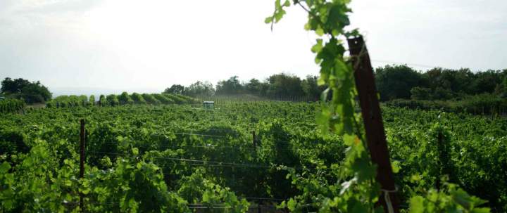 Champ de vignoble Rhône-Alpes