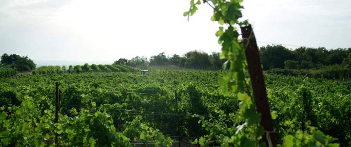 Champ de vignes Rhône-Alpes