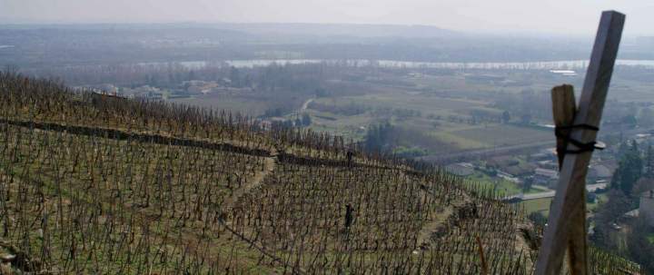 Vignoble Rhône-Alpes