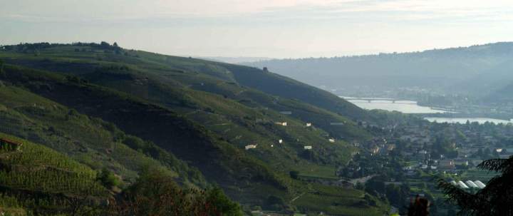 Champ de vignoble Rhône-Alpes